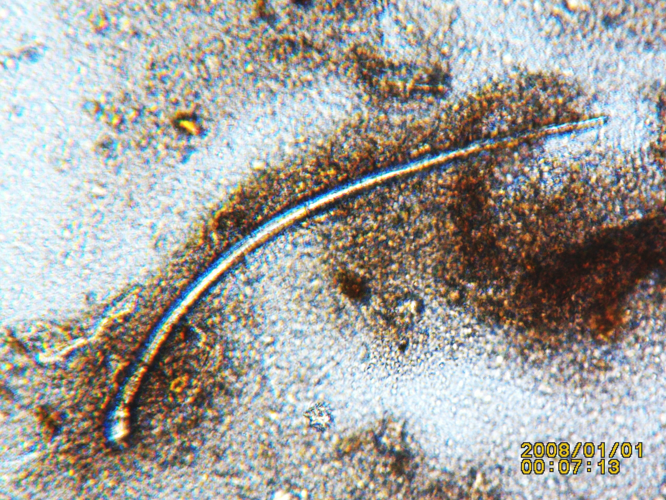 Meine Empfehlung zur Entwurmung