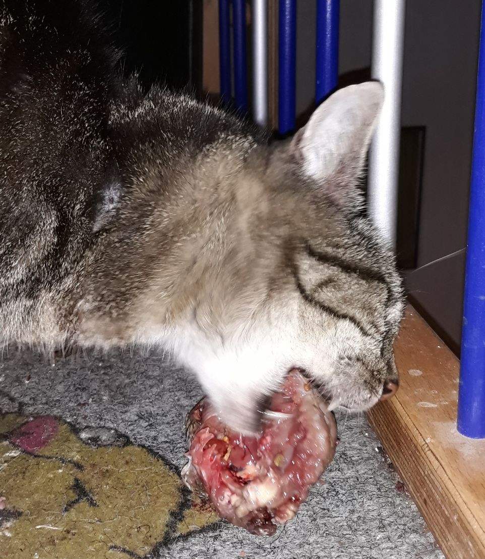Papillomatose beim Hund